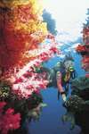 Jean-Michel Cousteau Fiji Islands Resort 